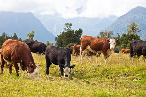 Pasoucí se krávy - Nový Zéland — Stock fotografie