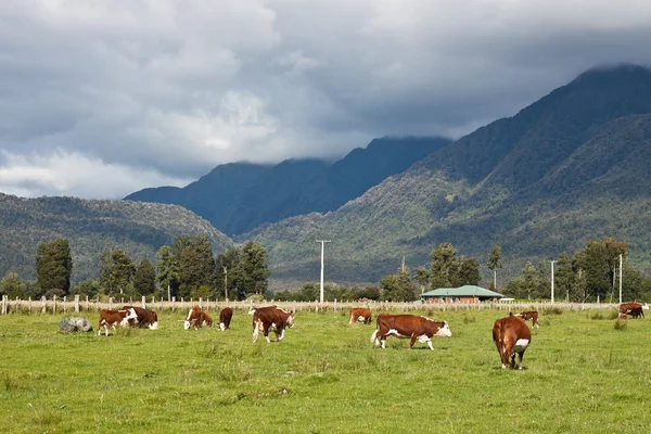 Пасущиеся коровы, Новая Зеландия — стоковое фото