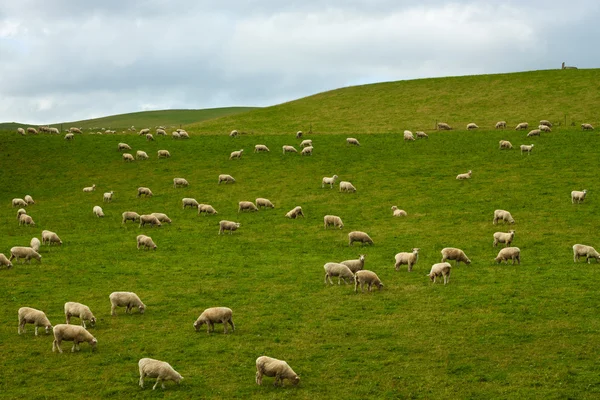Стадо овец в Новой Зеландии — стоковое фото