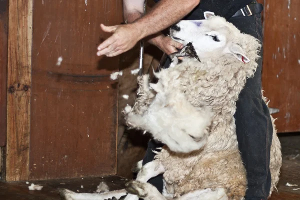 Tosquia de ovinos — Fotografia de Stock