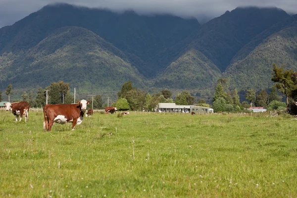 Выпас коров в Новой Зеландии — стоковое фото