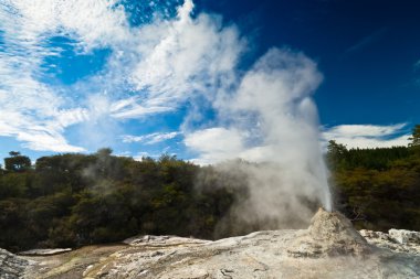 Lady Knox Geyser landscape in New Zealand clipart
