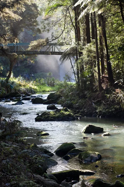Floresta de Whangarei — Fotografia de Stock