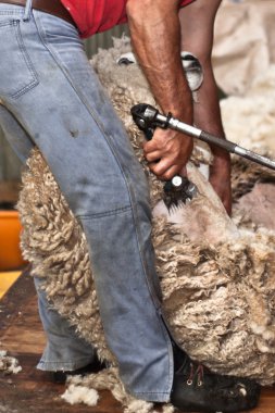 Sheep shearing clipart
