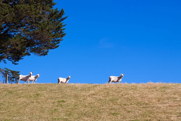 Stříhaný ovce — Stock fotografie