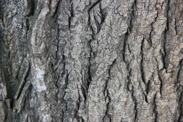 树皮 — 图库照片