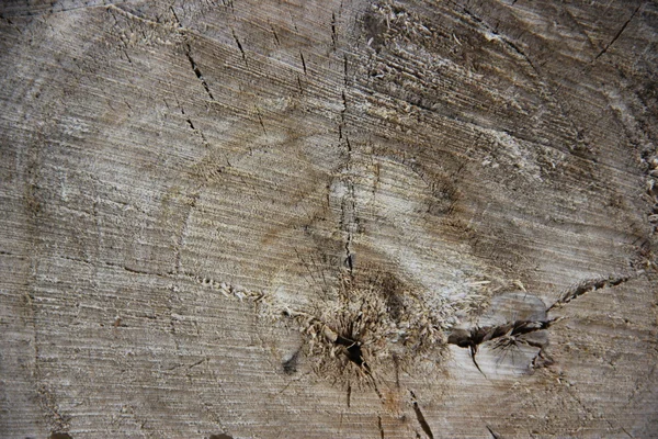 Canhoto de madeira — Fotografia de Stock