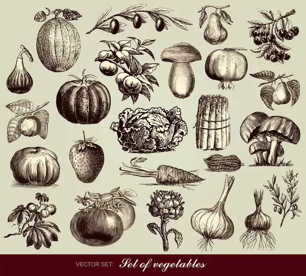 Conjunto vectorial de verduras — Archivo Imágenes Vectoriales