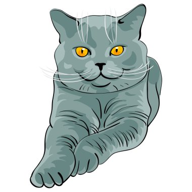 British shorthair blue cat lies and looks clipart