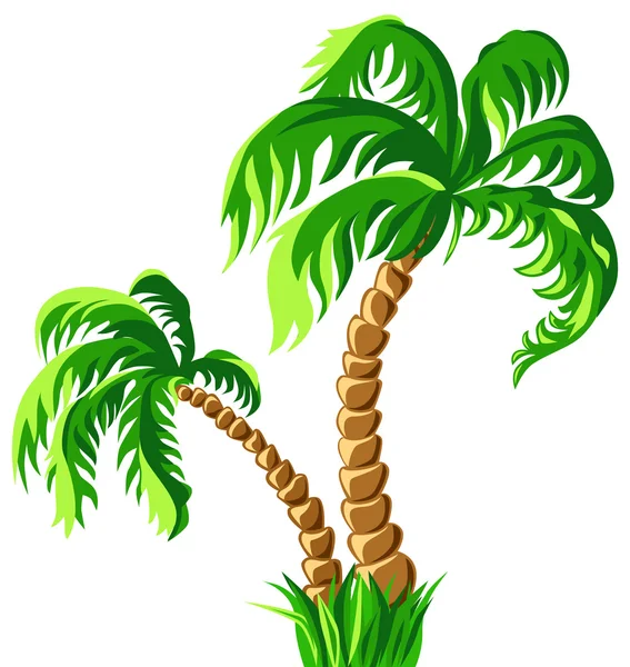 Vector two palm trees isolated on a white background — Stock Vector