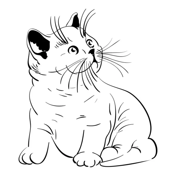 ふわふわのかわいい子猫のベクトル イギリス — ストックベクタ