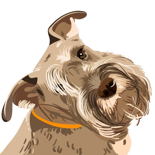 Φυλή φορέα μινιατούρα schnauzer σκύλο closeup — Διανυσματικό Αρχείο