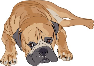 Purebred Bullmastiff clipart