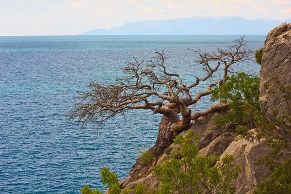 The tree on the rock — Stock Photo, Image