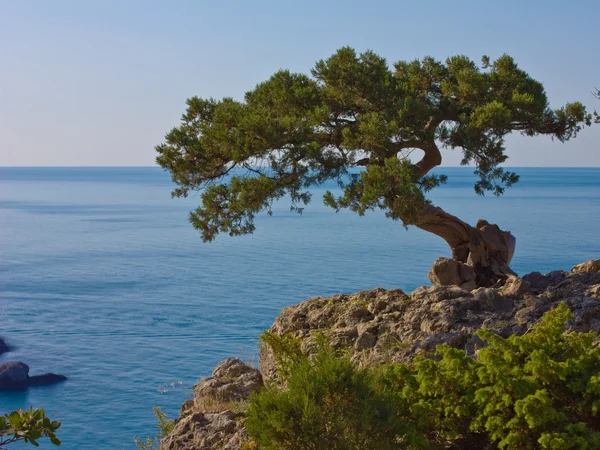 Kayanın üzerinde ağaç — Stok fotoğraf