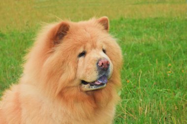 Dog chow-chow breed clipart