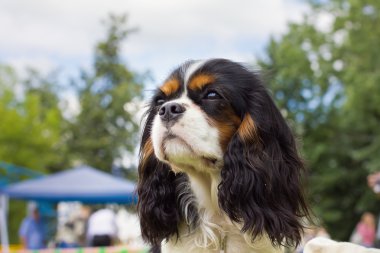 Dog Cavalier King Charles Spaniel clipart