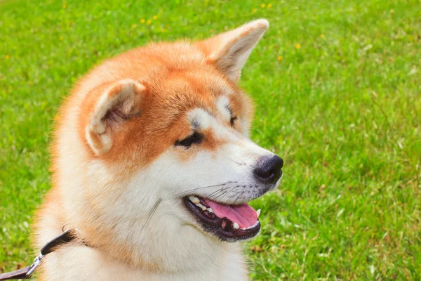 Akita inu japońskim pies — Zdjęcie stockowe