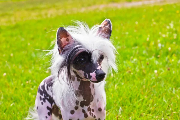 Pies rasy chiński czubaty — Zdjęcie stockowe