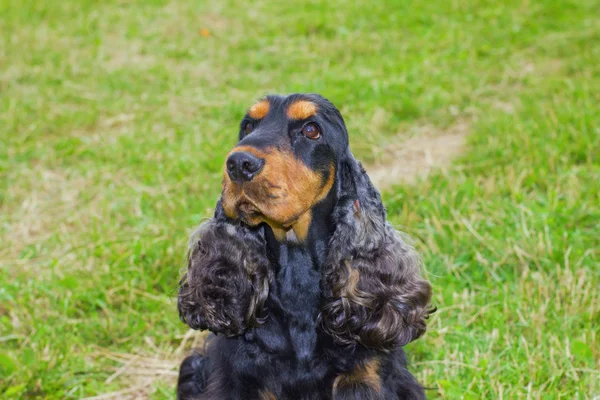 Dog Spaniel breed — Stock Photo, Image