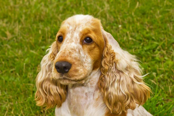 Dog Spaniel breed — Stock Photo, Image