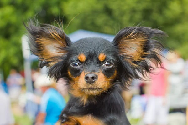 Cão russo brinquedo terrier raça — Fotografia de Stock