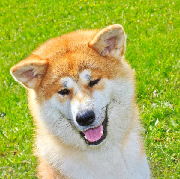Японская собака Акита Ину улыбается — стоковое фото