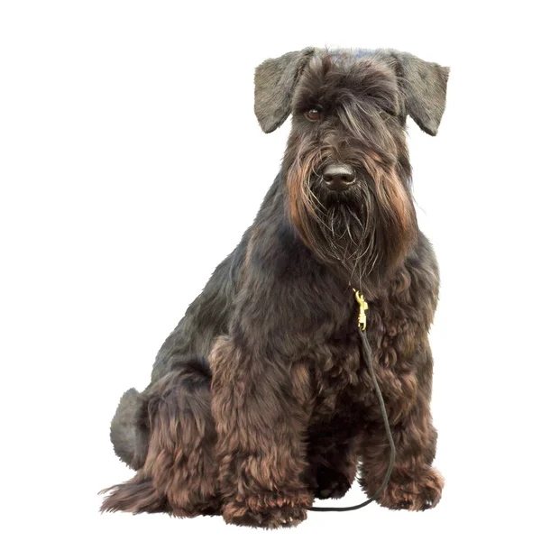Portrét čistokrevný pes černý knírač — Stock fotografie
