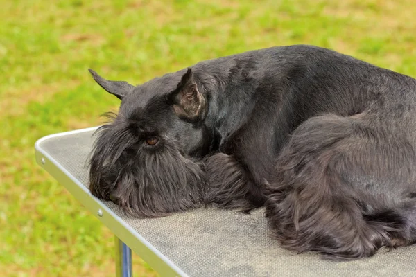 Siyah köpek minyatür schnauzer — Stok fotoğraf