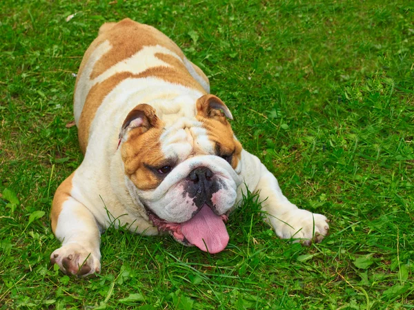 Kutya-angol bulldog — Stock Fotó