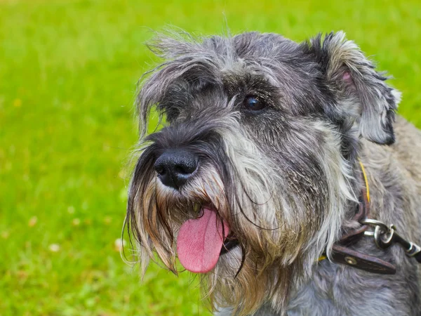 Hond Dwergschnauzer peper en zout kleur — Stockfoto