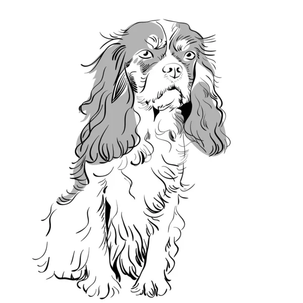Vector purebred dog Cavalier King Charles Spaniel — Stock Vector