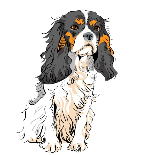 Векторная собака кавальере короля Чарльза II — стоковый вектор