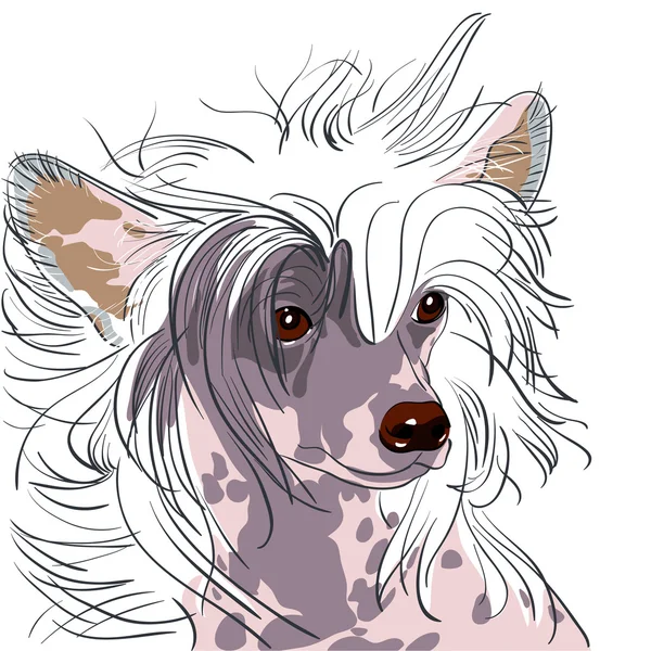 Vector dog Chinese Crested breed — Stock Vector