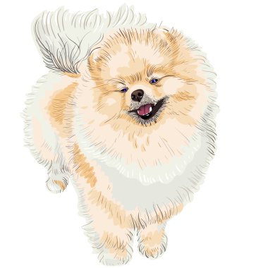 Spitz dog smiles clipart