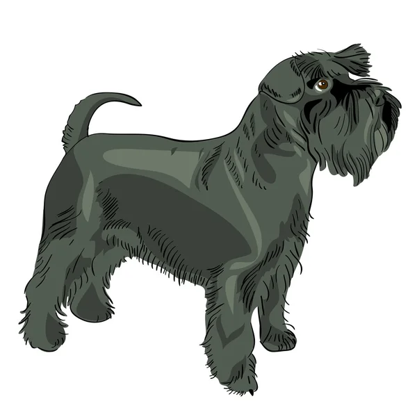 Vector negro en miniatura perro Schnauzer — Vector de stock