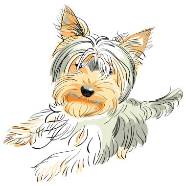 Vector pedigreed dog Yorkshire terrier clipart