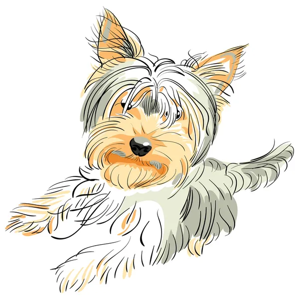 Vector pedigreed perro Yorkshire terrier — Vector de stock