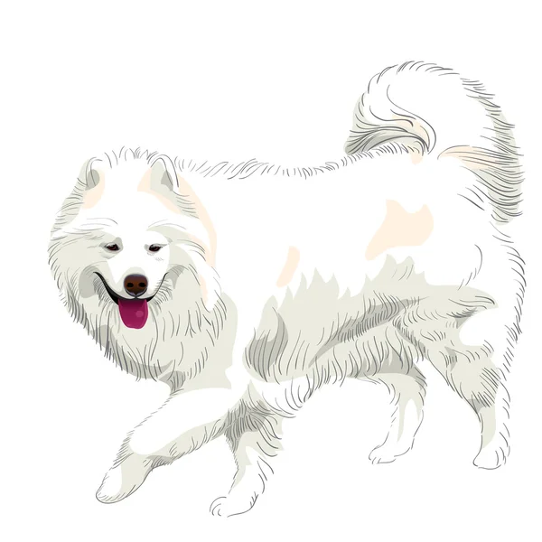 矢量的纯种萨摩狗微笑 — 图库矢量图片