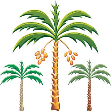 Vector three date palm trees clipart