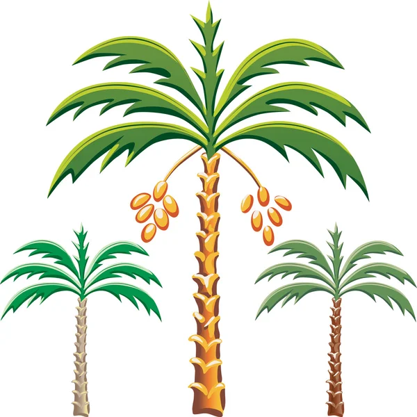 Vector three date palm trees — Stock Vector
