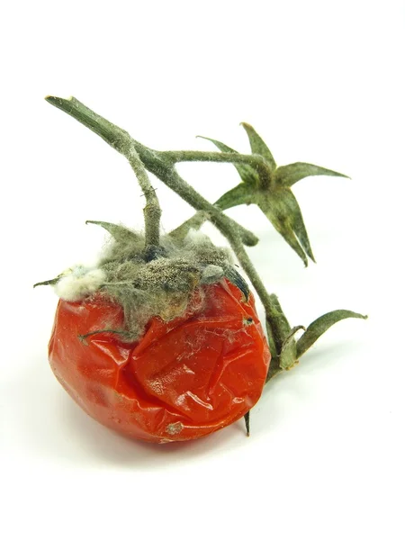 Гнилий помідор з цвіллю та грибком — стокове фото