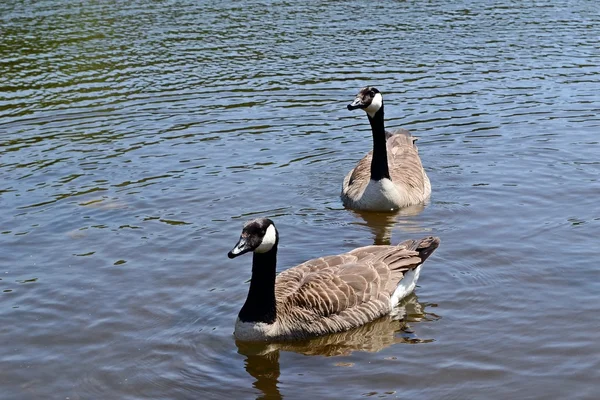 stock image Two geese on the lake