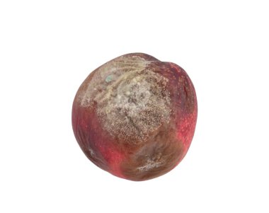 A rotten fruit with blue mould & fungus clipart