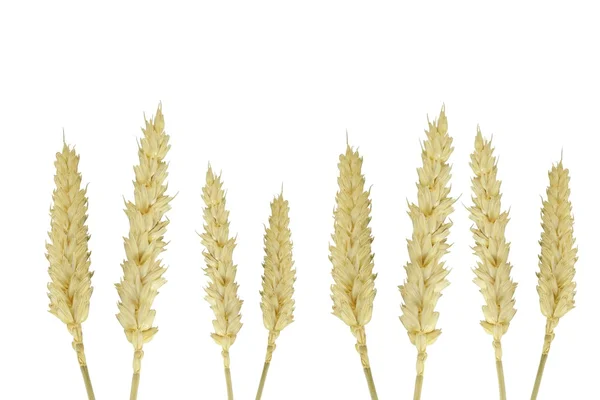 白い背景で隔離の小麦 — ストック写真