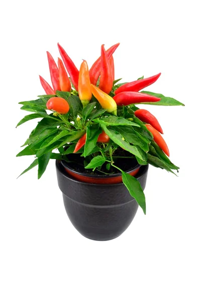 Gemischte Chilipflanze in einem schwarzen Topf — Stockfoto