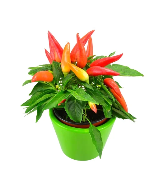 Gemengde chili plant in een zwarte pot — Stockfoto