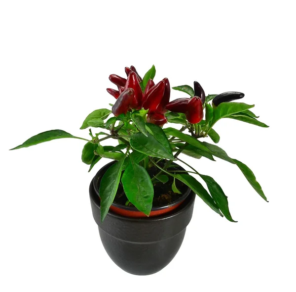 Planta de chile rojo en una olla negra —  Fotos de Stock