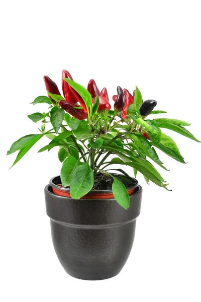 Röd chili växt i en svart kruka — Stockfoto