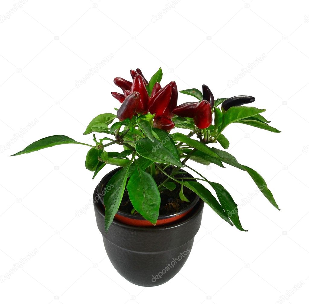 Red chili plant in a black pot
